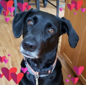 Meet your Posher, Dawn